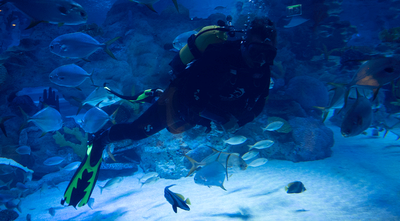 Emaar Akvaryum - Sualtı Hayvanat Bahçesi